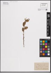 Foto von Salix cinerea L.